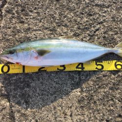 今シーズン初青物