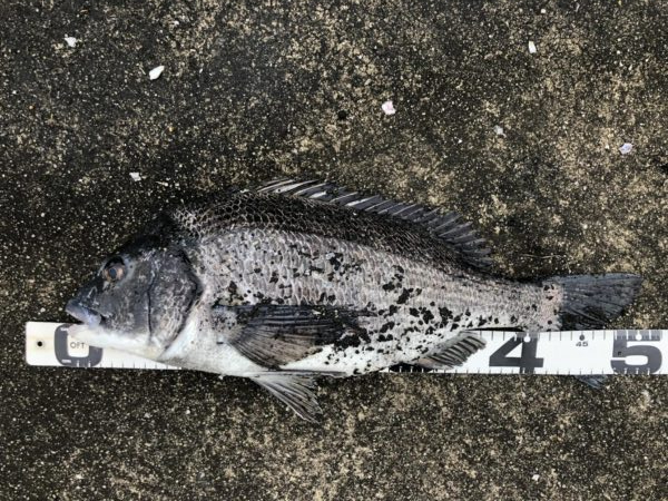 イチノ兄弟、釣果！