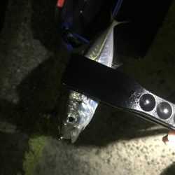 平成令和遠征アジング