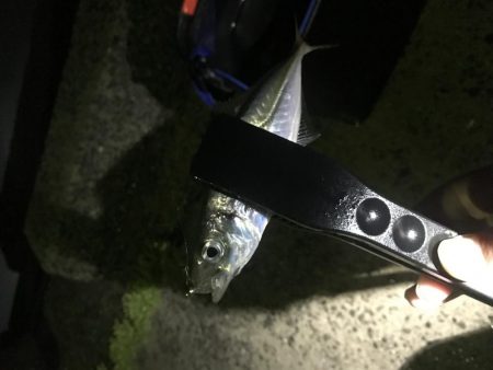 平成令和遠征アジング