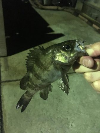 眠れないのでメバル調査