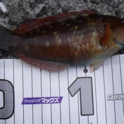 ライトフィッシング×生エサ＝7魚種達成