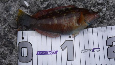 ライトフィッシング×生エサ＝7魚種達成