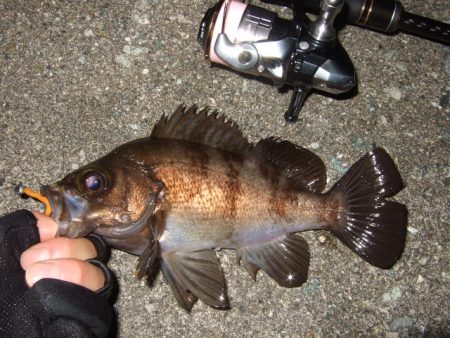 小潮強風のなかメバリング