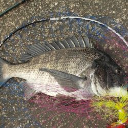 紀ノ川/落とし込みで真チヌ46cm