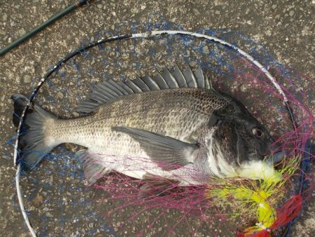 紀ノ川/落とし込みで真チヌ46cm