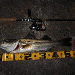 モルビドに高反応♪。