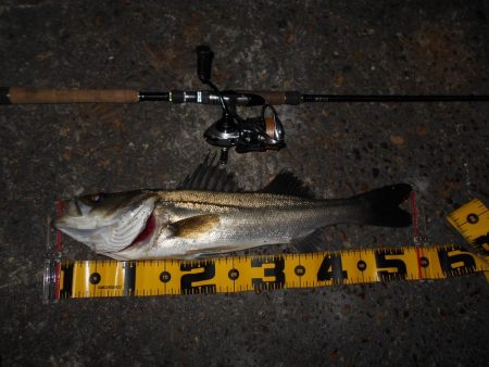 モルビドに高反応♪。