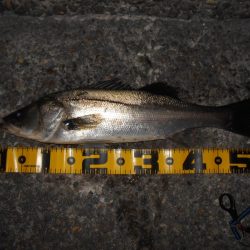 モルビド24がベストマッチ。