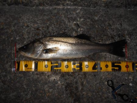 モルビド24がベストマッチ。