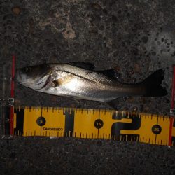 サイズ出ないねぇ～。