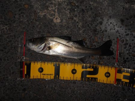 サイズ出ないねぇ～。