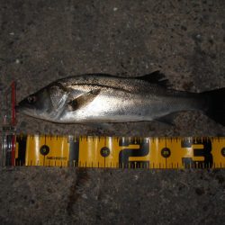 風向きで極端に変わる…