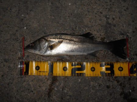 風向きで極端に変わる…