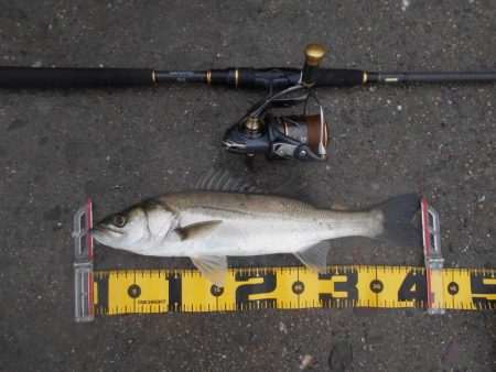 出勤前にちょこっとデイゲーム