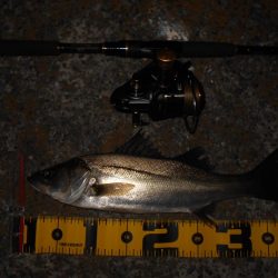 イワシパターン?で入れ食いを楽しんでみる♪