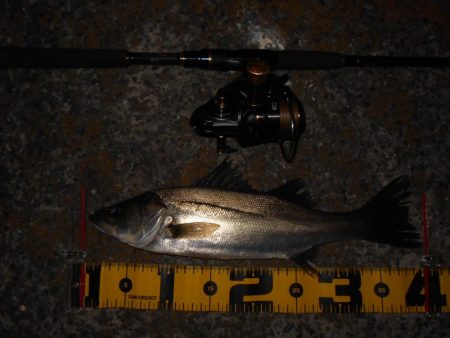 イワシパターン?で入れ食いを楽しんでみる♪