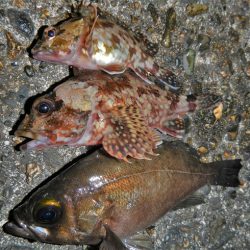 雨降ってきて終了