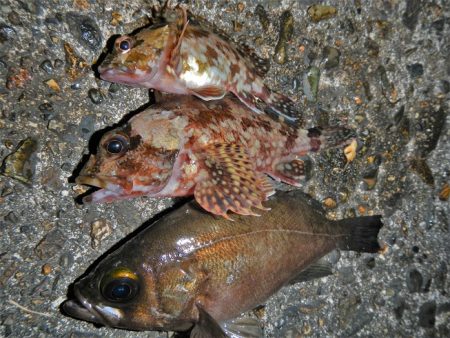 雨降ってきて終了