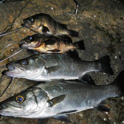 良い引きでした