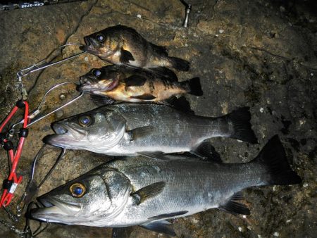 良い引きでした