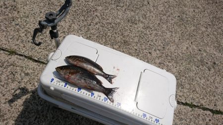 今年初、神谷沖一文字