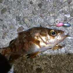 今夜はきびしい~