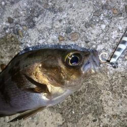 今夜の潮は動かず厳しい