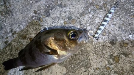 今夜の潮は動かず厳しい