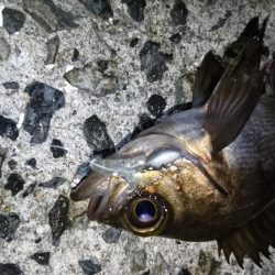 アジ&サバにフラれてメバリング