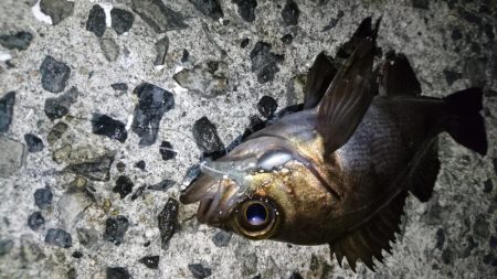 アジ&サバにフラれてメバリング