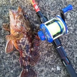 カサゴ釣り