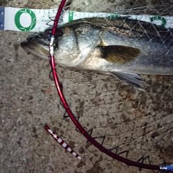 バチ抜けルアーでシーバス