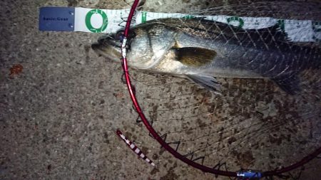 バチ抜けルアーでシーバス