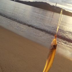 サーフからシロギス狙い