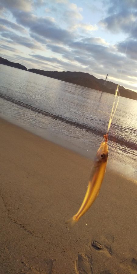 サーフからシロギス狙い