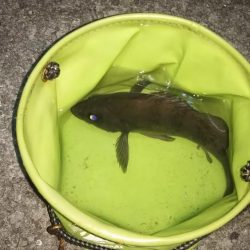 満月ライトゲーム