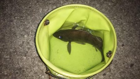 満月ライトゲーム