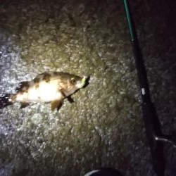 ようやく春が来た