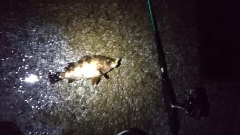 ようやく春が来た