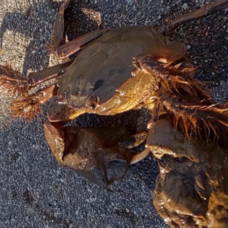 清々しい(キヨキヨしい)