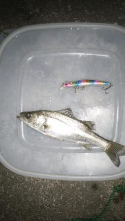 ナイトルアーフィッシング　シーバス