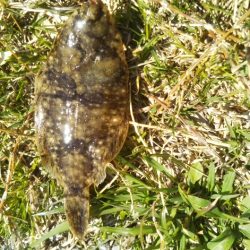 マイクロでも楽しいオールスター五目釣り♪