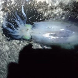 アオリイカ釣りしてるのに！