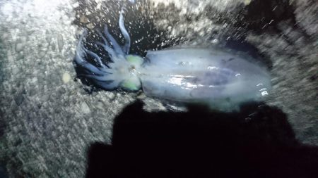 アオリイカ釣りしてるのに！