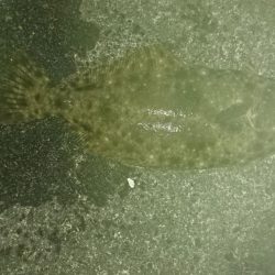 またもやアオリイカじゃない！