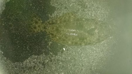 またもやアオリイカじゃない！