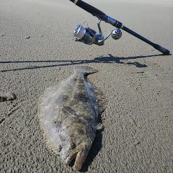 久しぶりのヒラメ