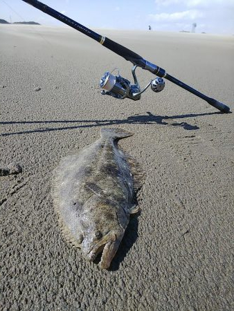 久しぶりのヒラメ