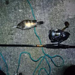 久しぶりメバル